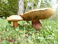 Suillellus luridus-amf285